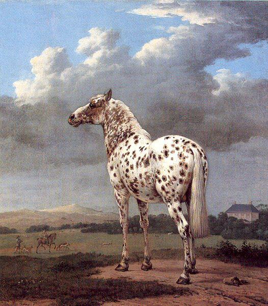POTTER, Paulus The Piebald Horse France oil painting art